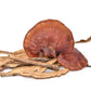 Finest Forage Reishi Powdered Extract Capsules