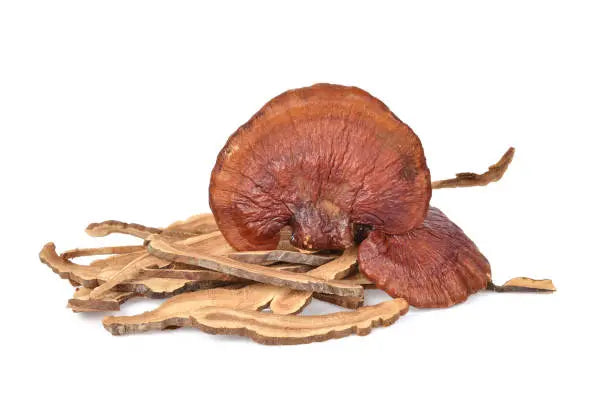 Finest Forage Reishi Powdered Extract Capsules