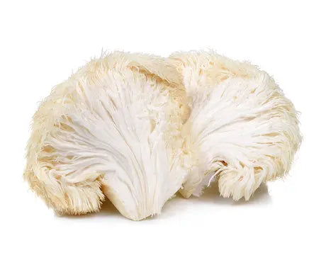 Finest Forage Lion's Mane Powdered Extract Capsules